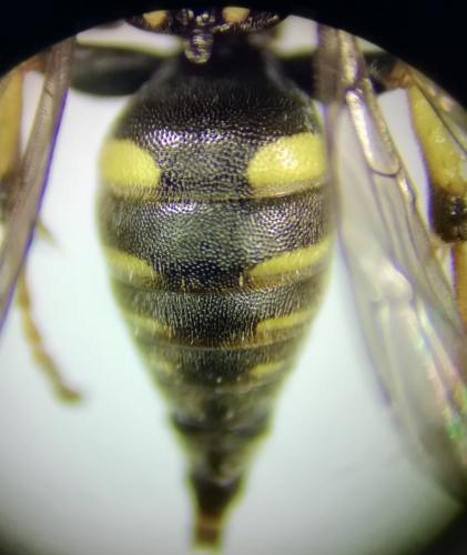 Oxybelus trispinosus